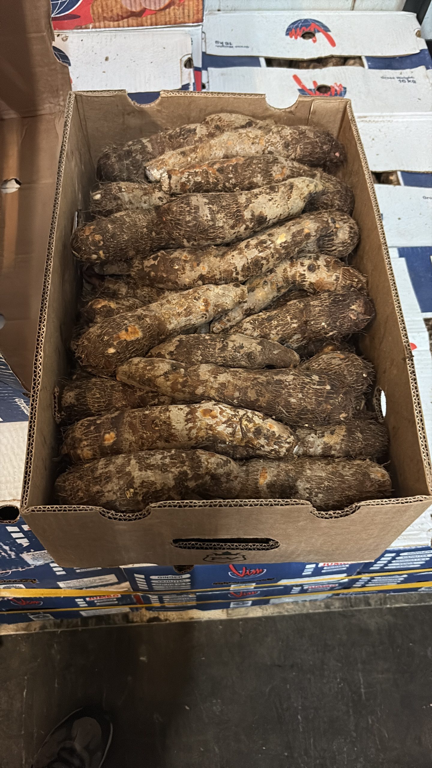 Yuca real en campo
