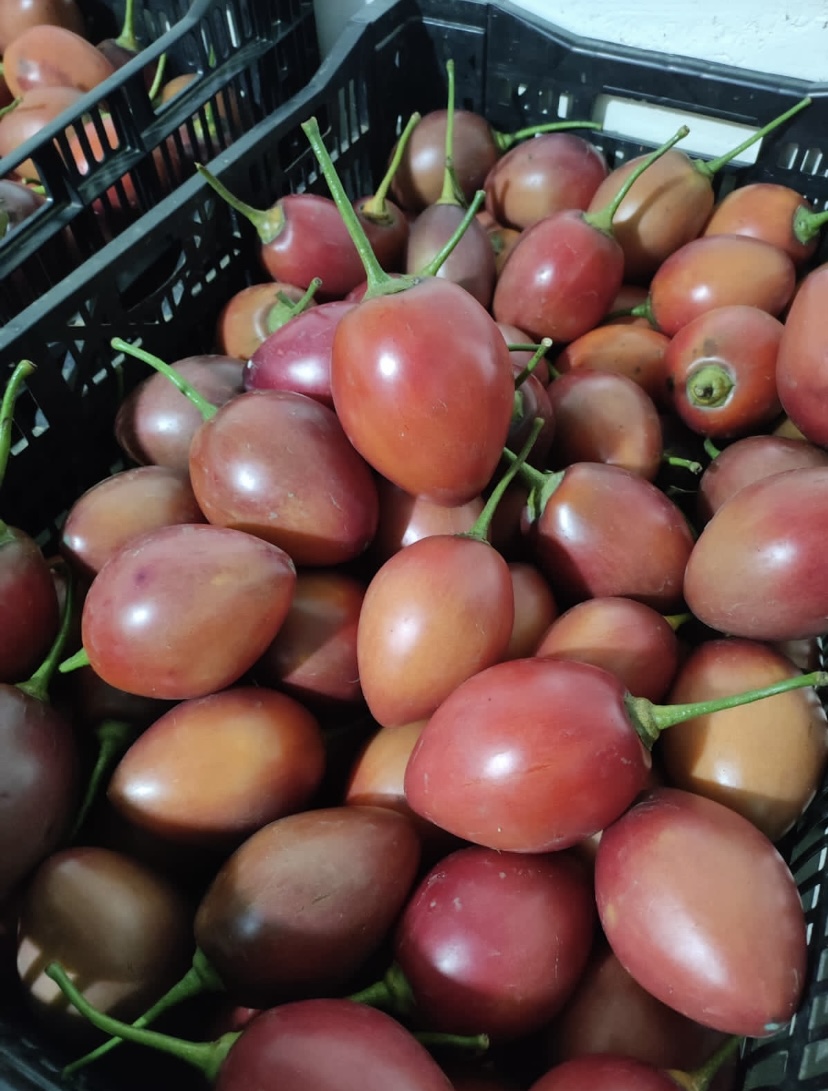 Tomate de árbol vista 3