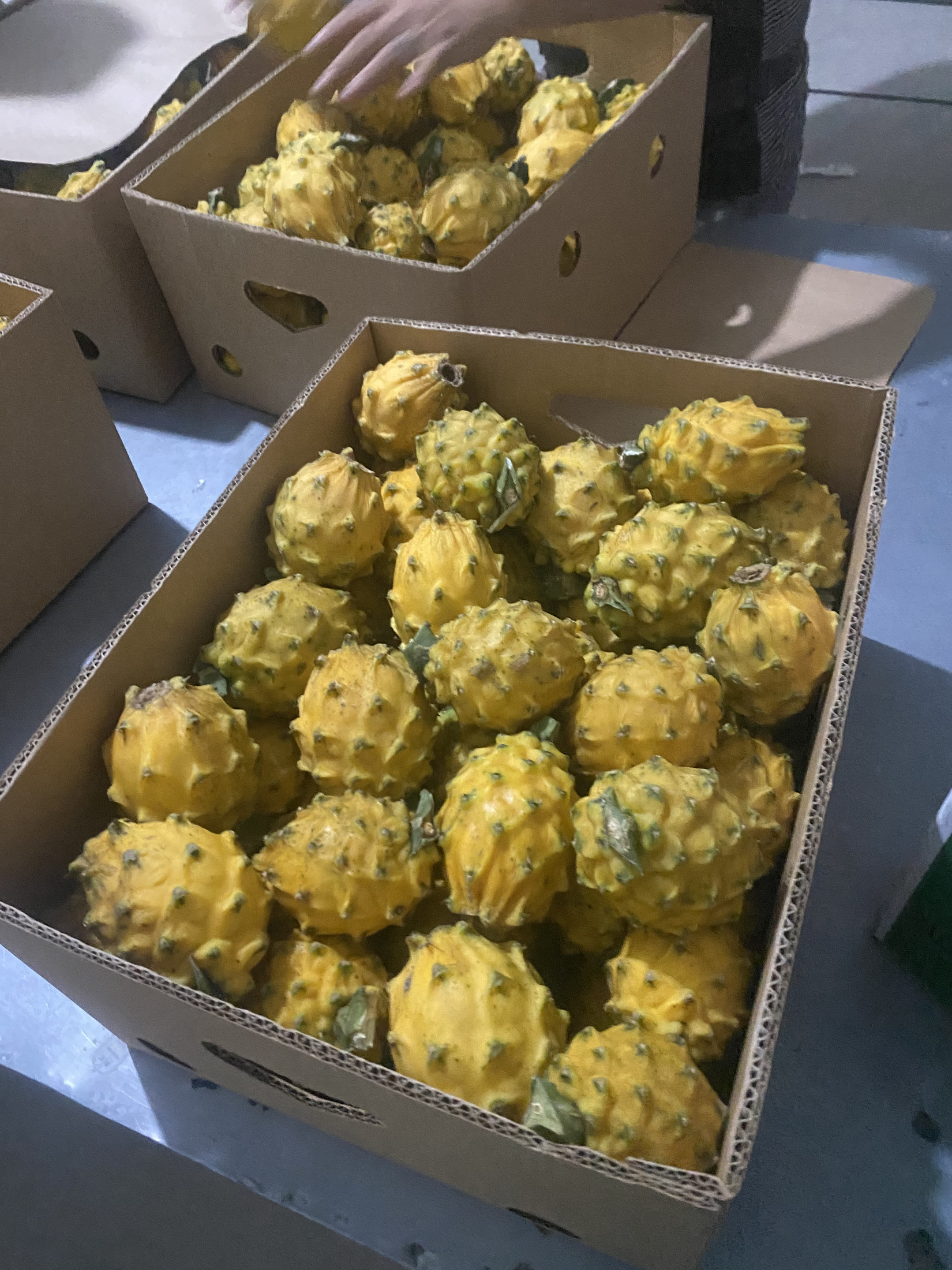 Pitahaya amarilla 6