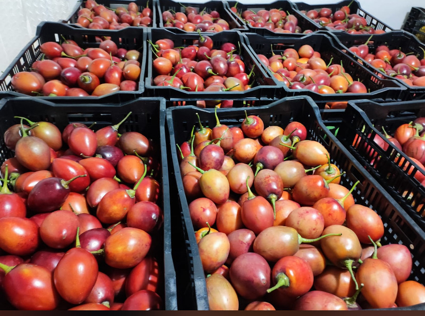 Tomate de árbol galería 3