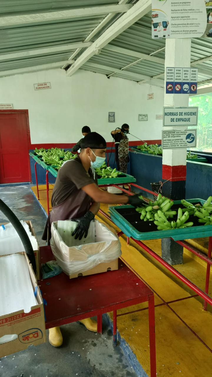 Orito de Ecuador · detalle de producto