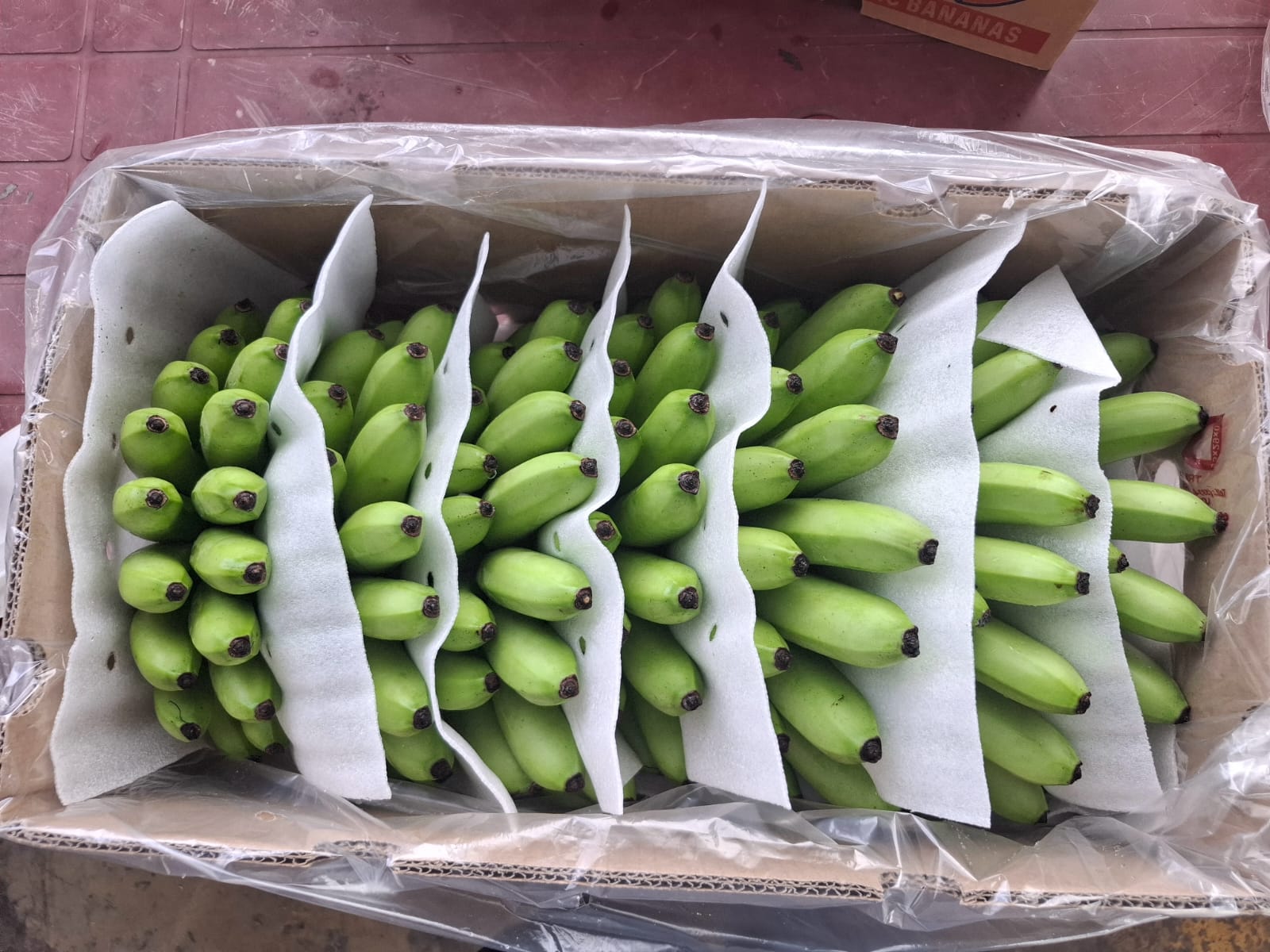 Orito de Ecuador · imagen 5