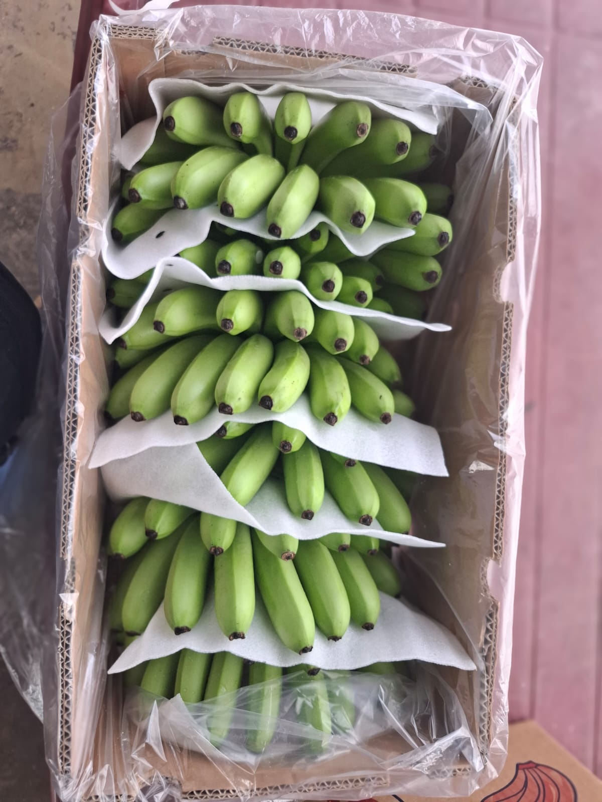 Orito de Ecuador · imagen 6