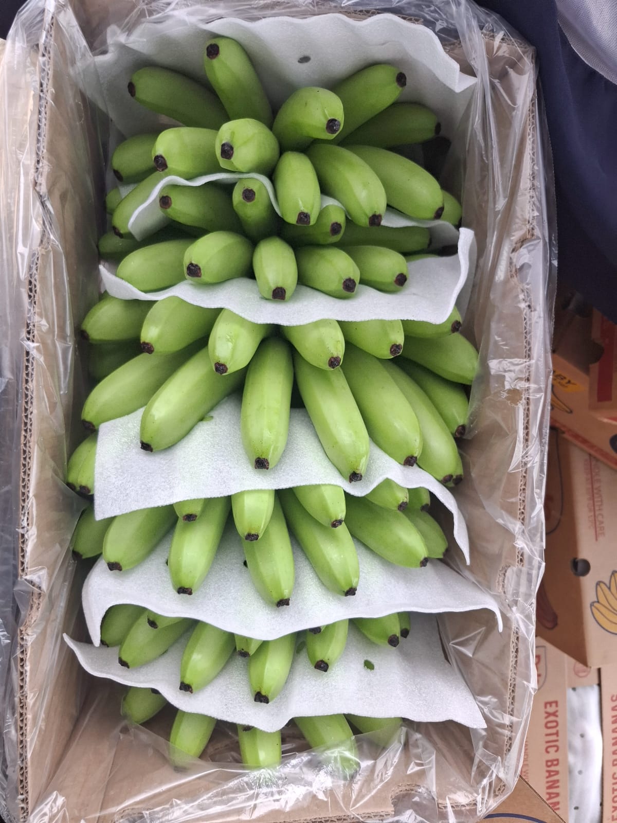 Orito de Ecuador · imagen 8