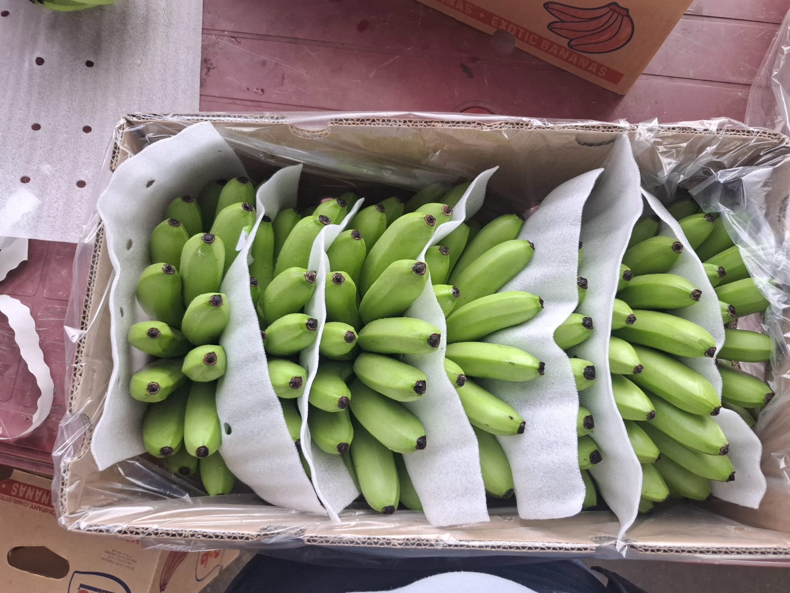 Orito de Ecuador · imagen 9