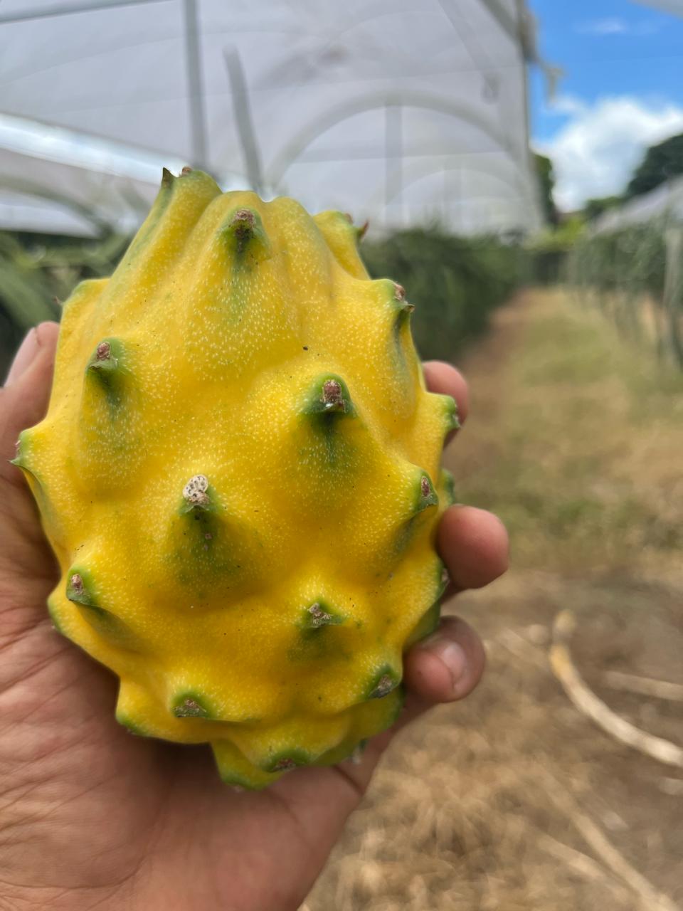 Pitahaya amarilla · Ecuador