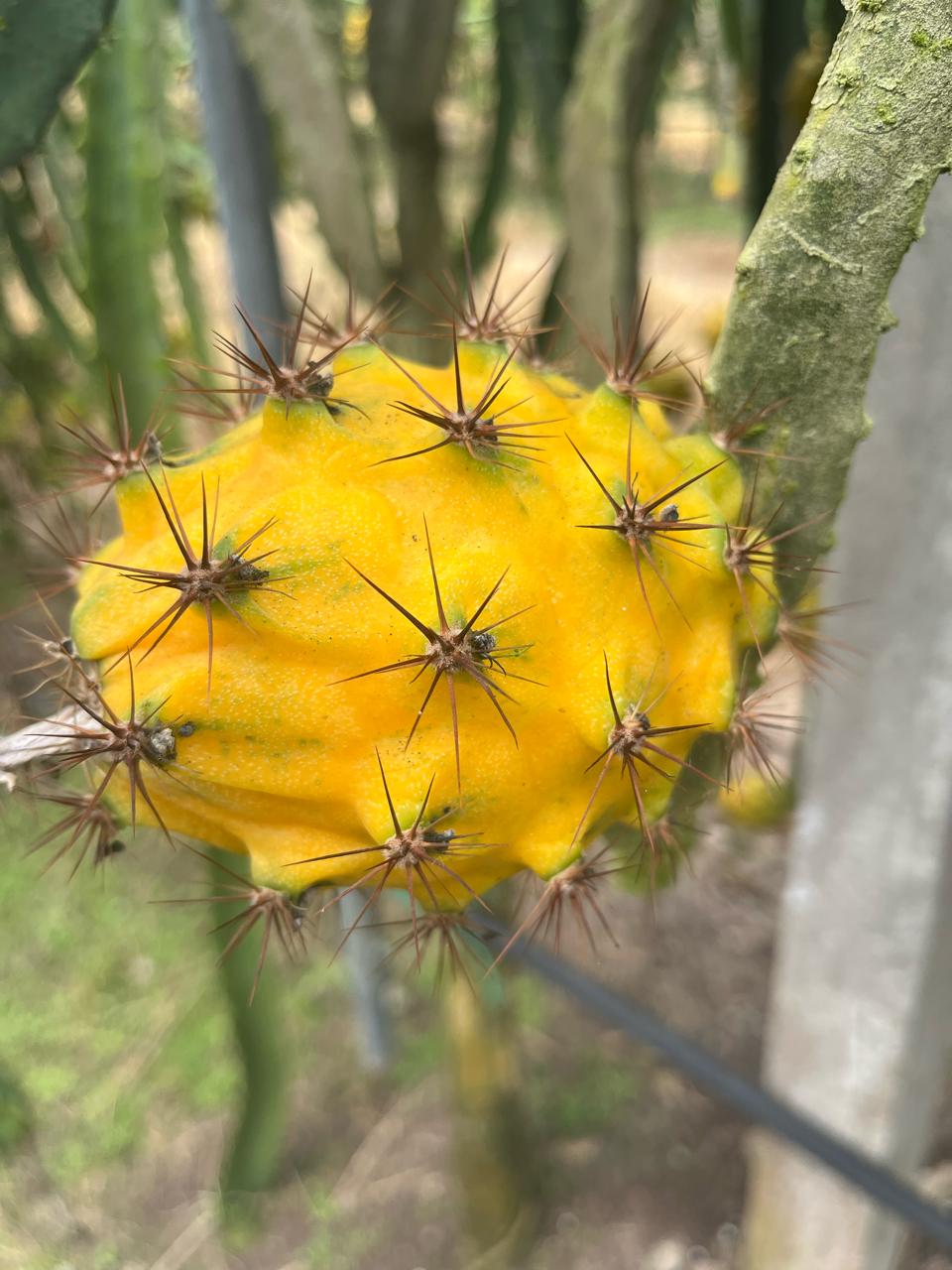 Pitahaya amarilla · Ecuador