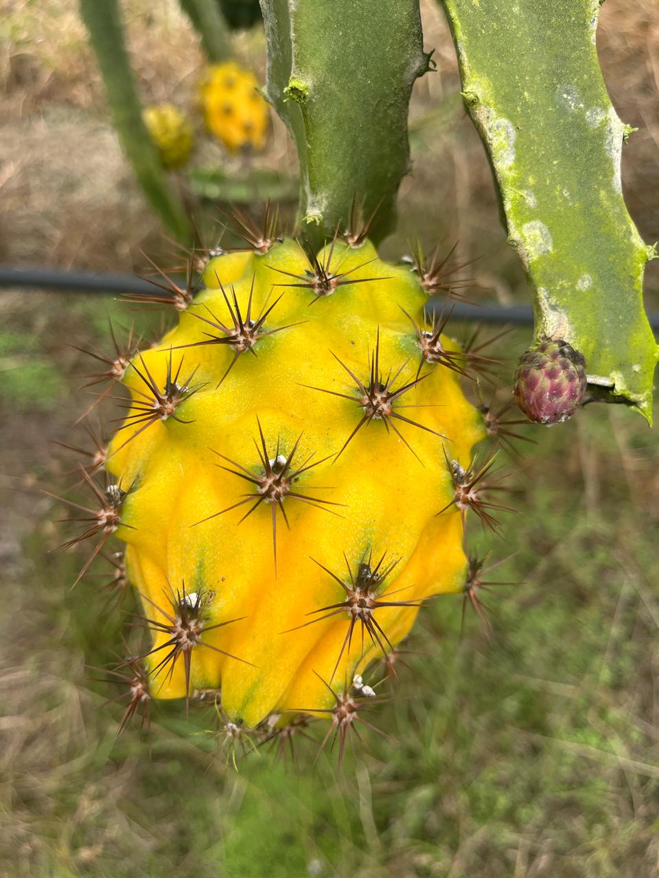 Pitahaya amarilla · Ecuador