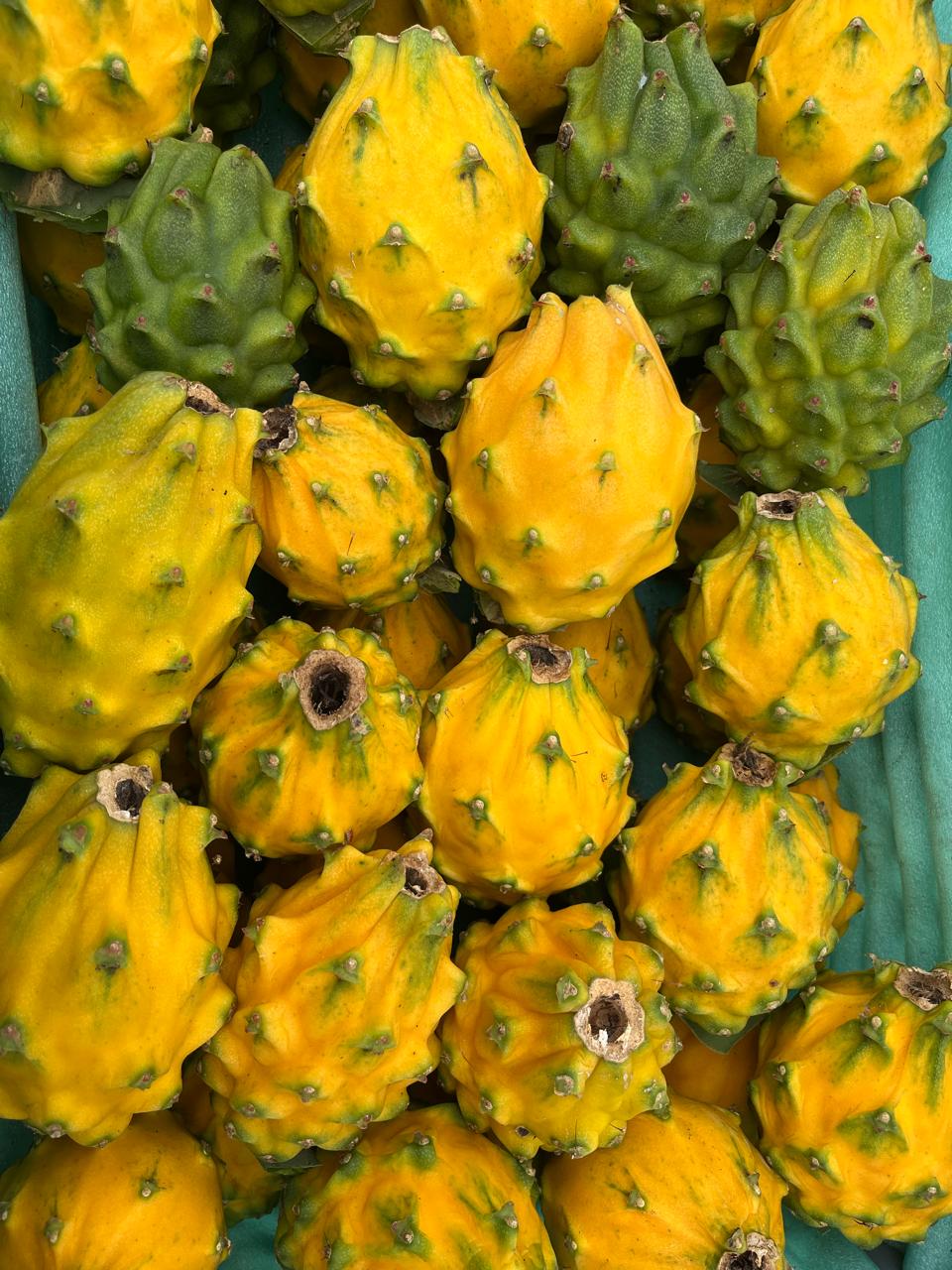 Pitahaya amarilla · Ecuador