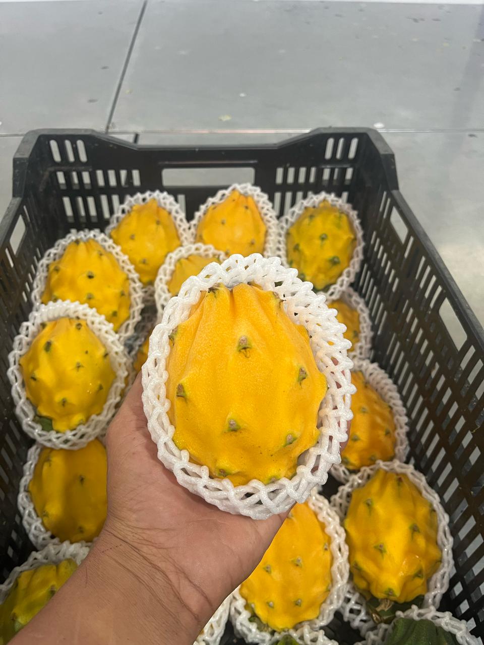 Pitahaya amarilla · Ecuador