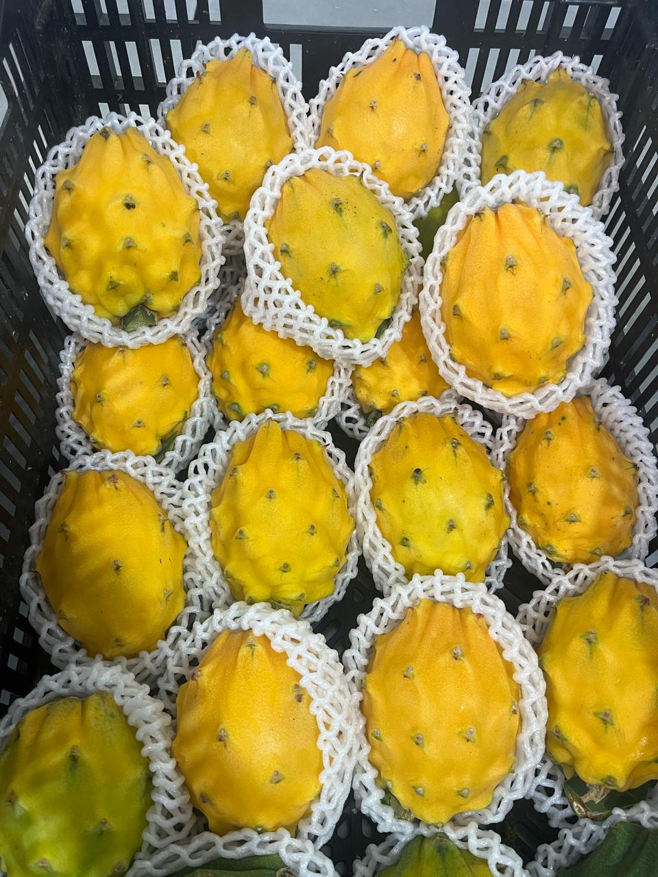 Pitahaya amarilla · Ecuador