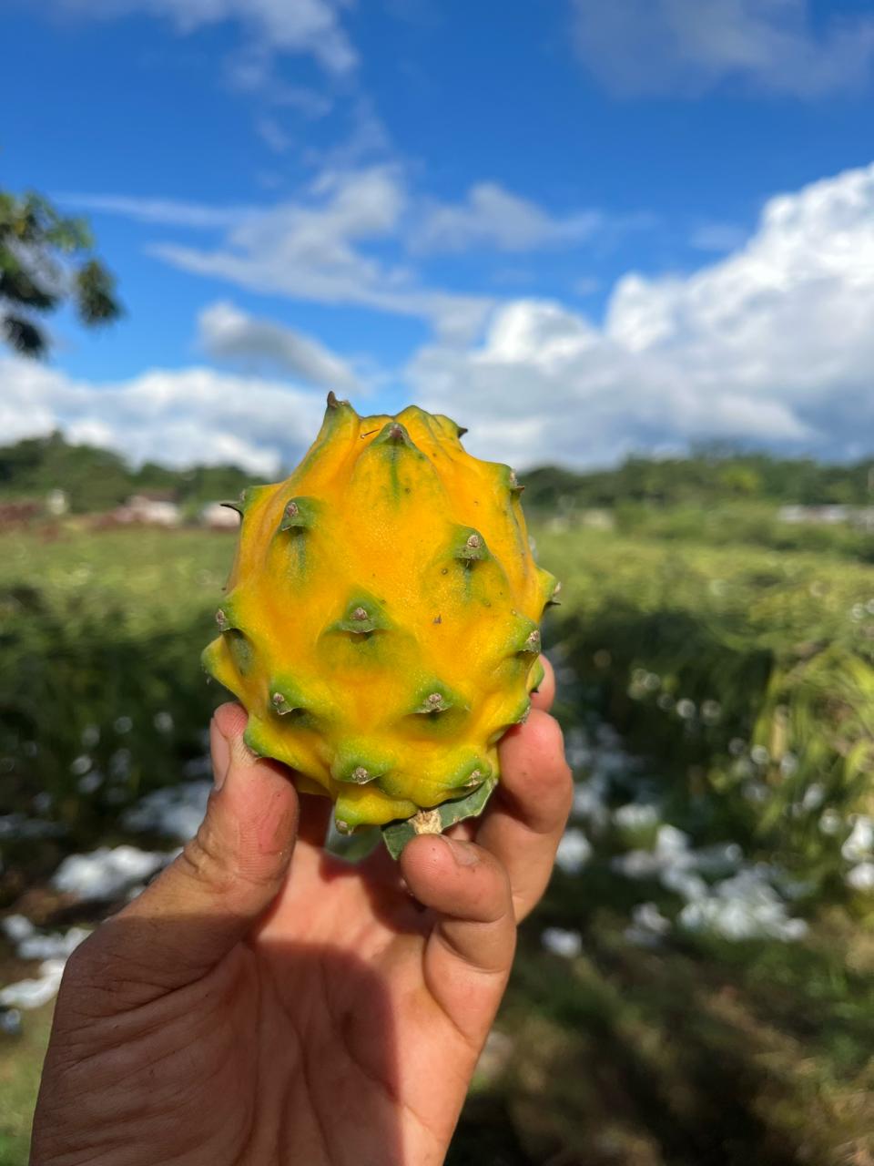Pitahaya amarilla · Ecuador
