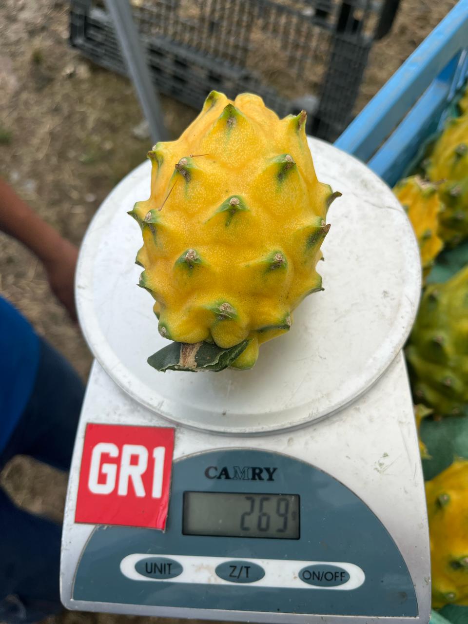 Pitahaya amarilla · Ecuador