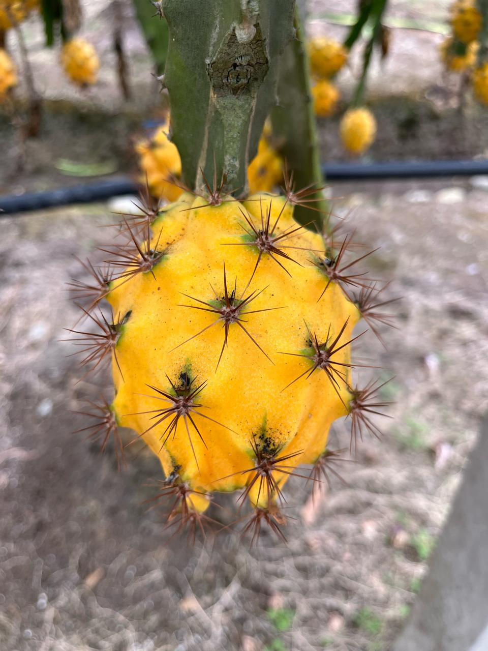 Pitahaya amarilla · Ecuador
