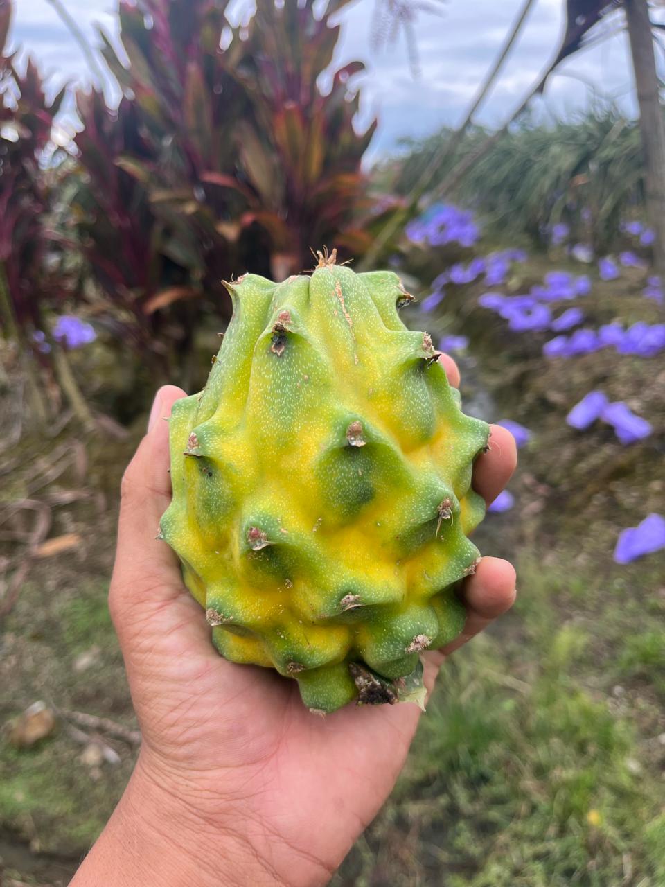 Pitahaya amarilla · Ecuador