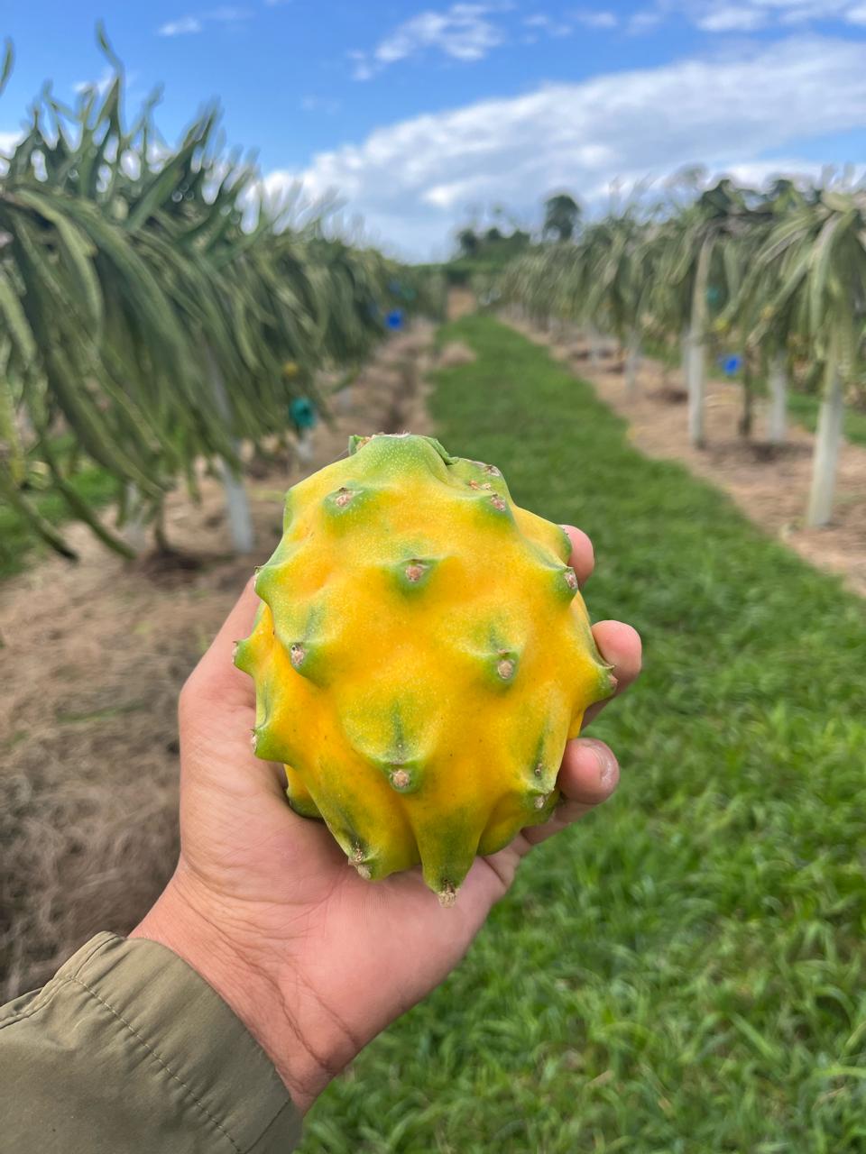 Pitahaya amarilla · Ecuador