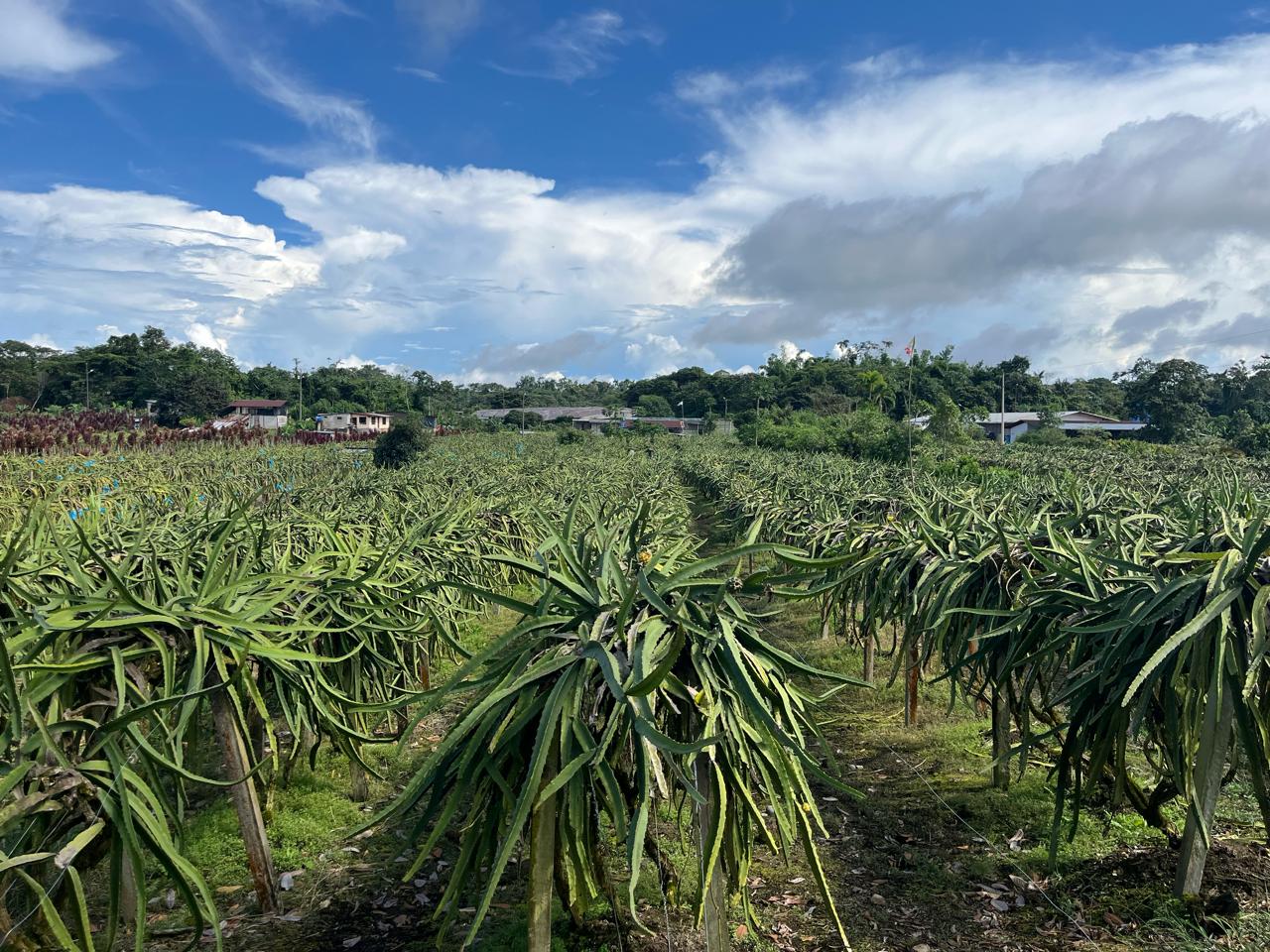 Pitahaya amarilla · Ecuador