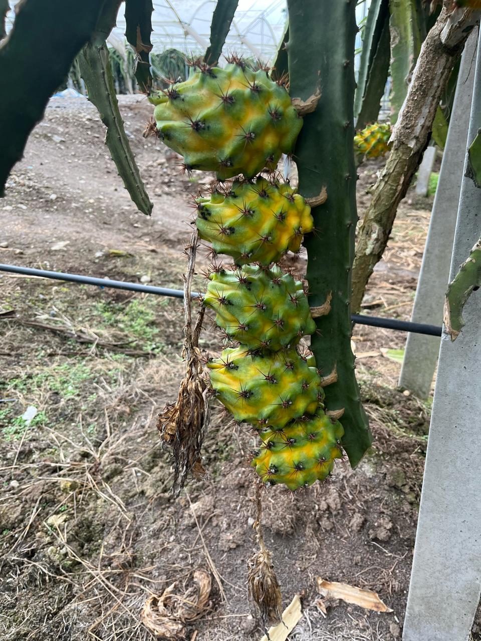 Pitahaya amarilla · Ecuador