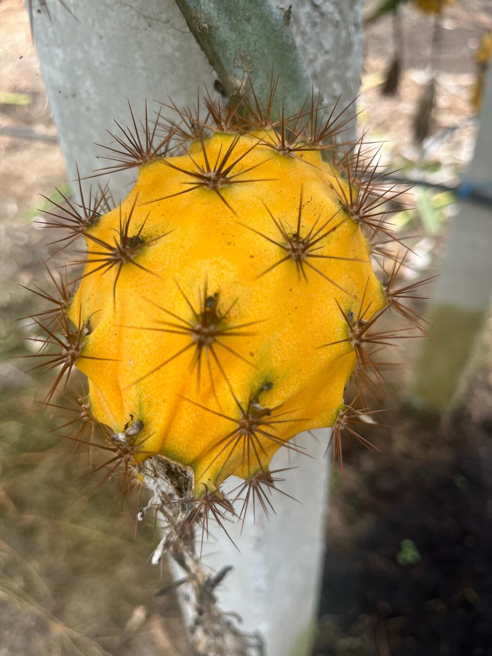 Pitahaya amarilla · Ecuador