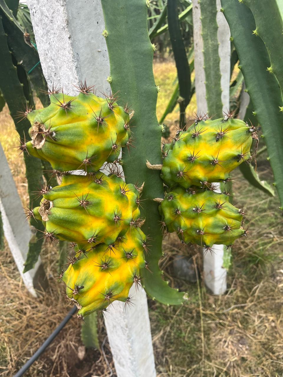 Pitahaya amarilla · Ecuador
