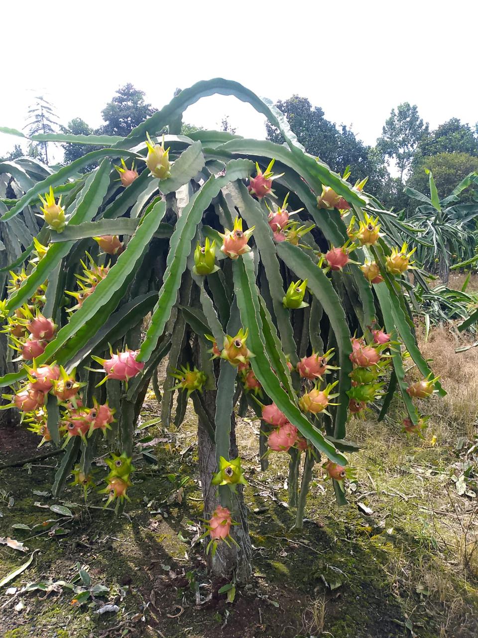 Pitahaya pulpa blanca vista 2