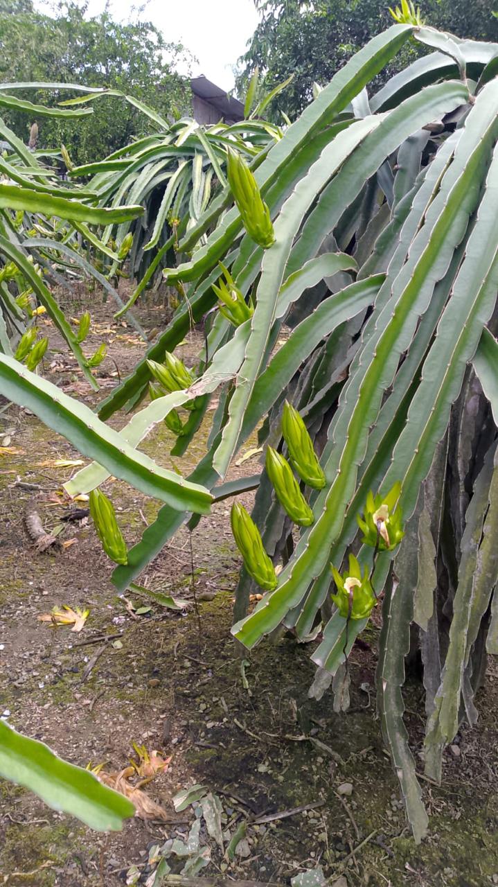 Pitahaya pulpa blanca vista 3