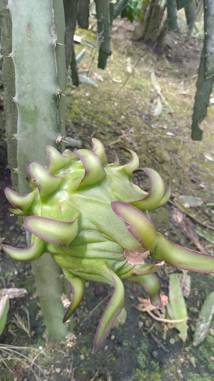 Pitahaya pulpa roja vista 1