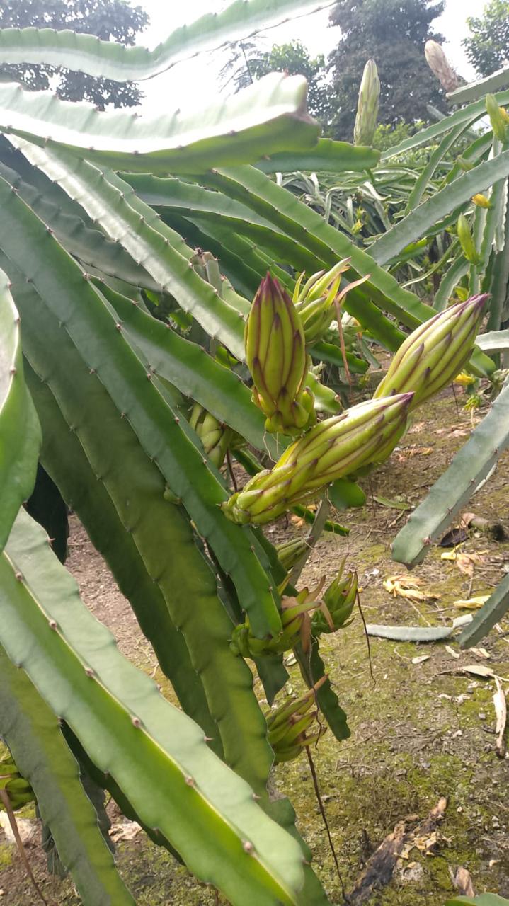 Pitahaya pulpa roja vista 2