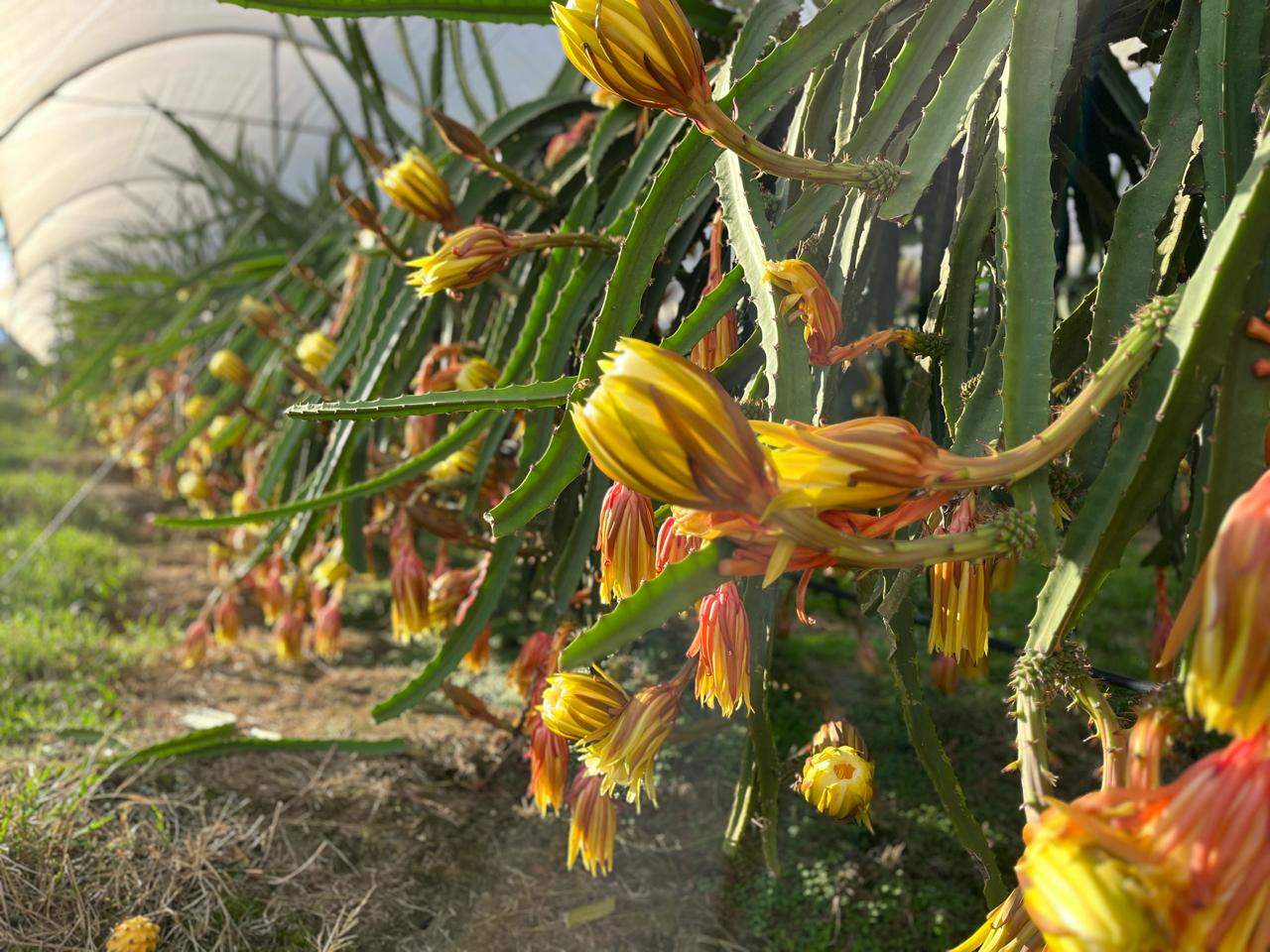 Pitahaya amarilla · Ecuador