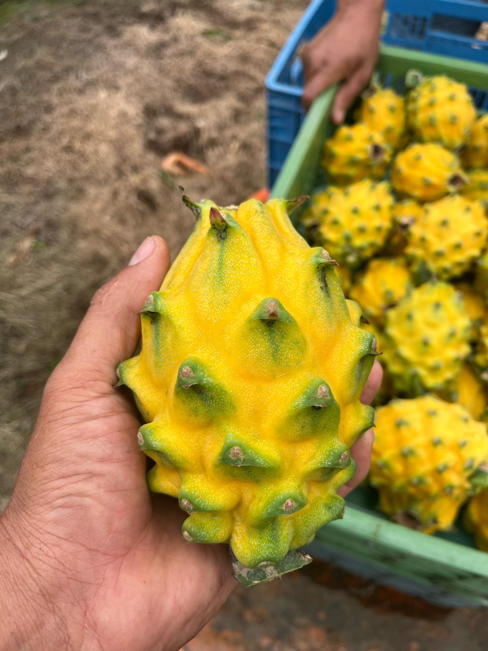 Pitahaya amarilla 4