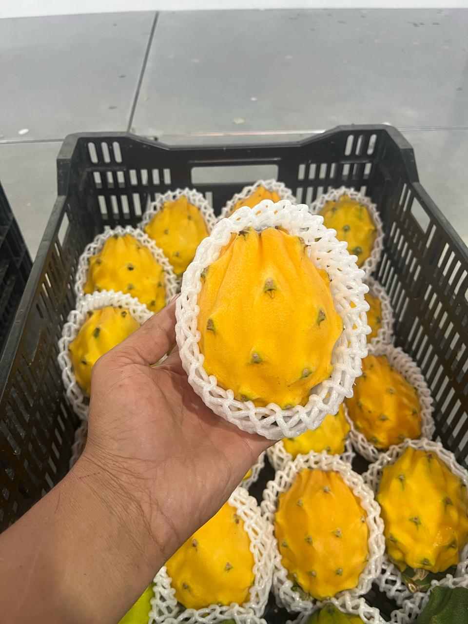 Pitahaya amarilla 2