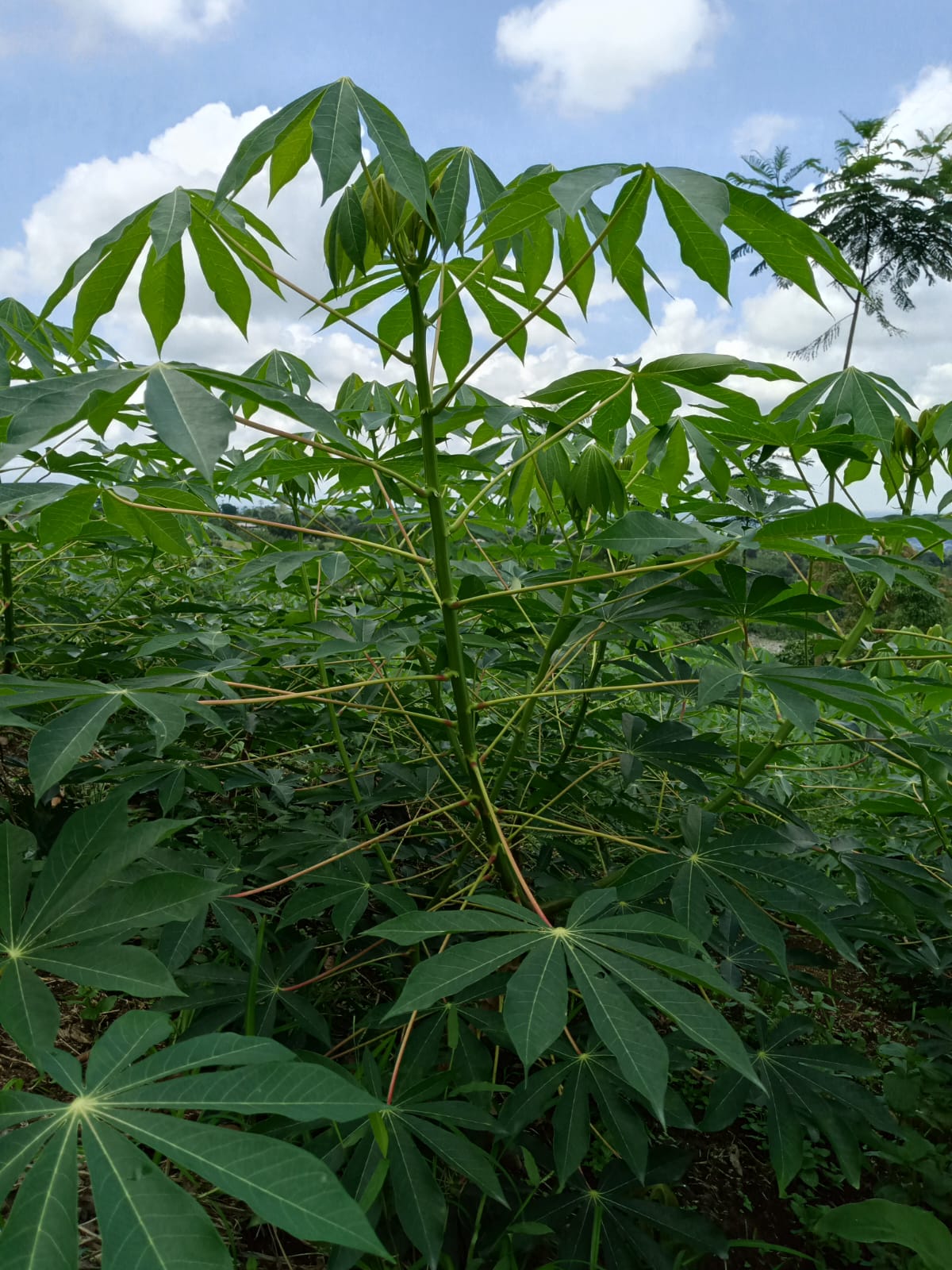 Yuca vista 2