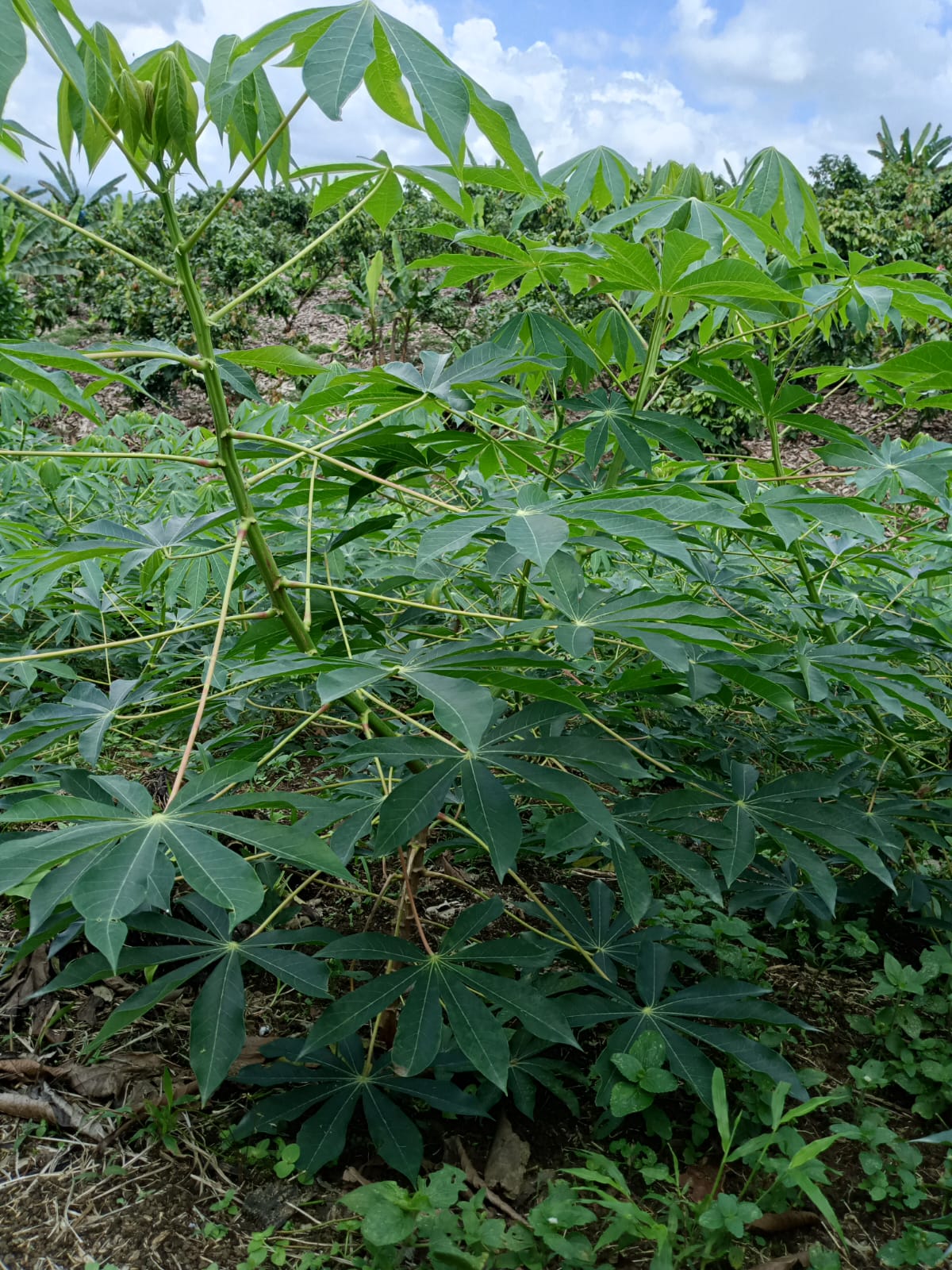 Yuca vista 3