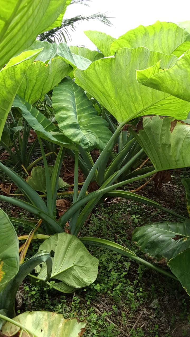 Cultivo de malanga