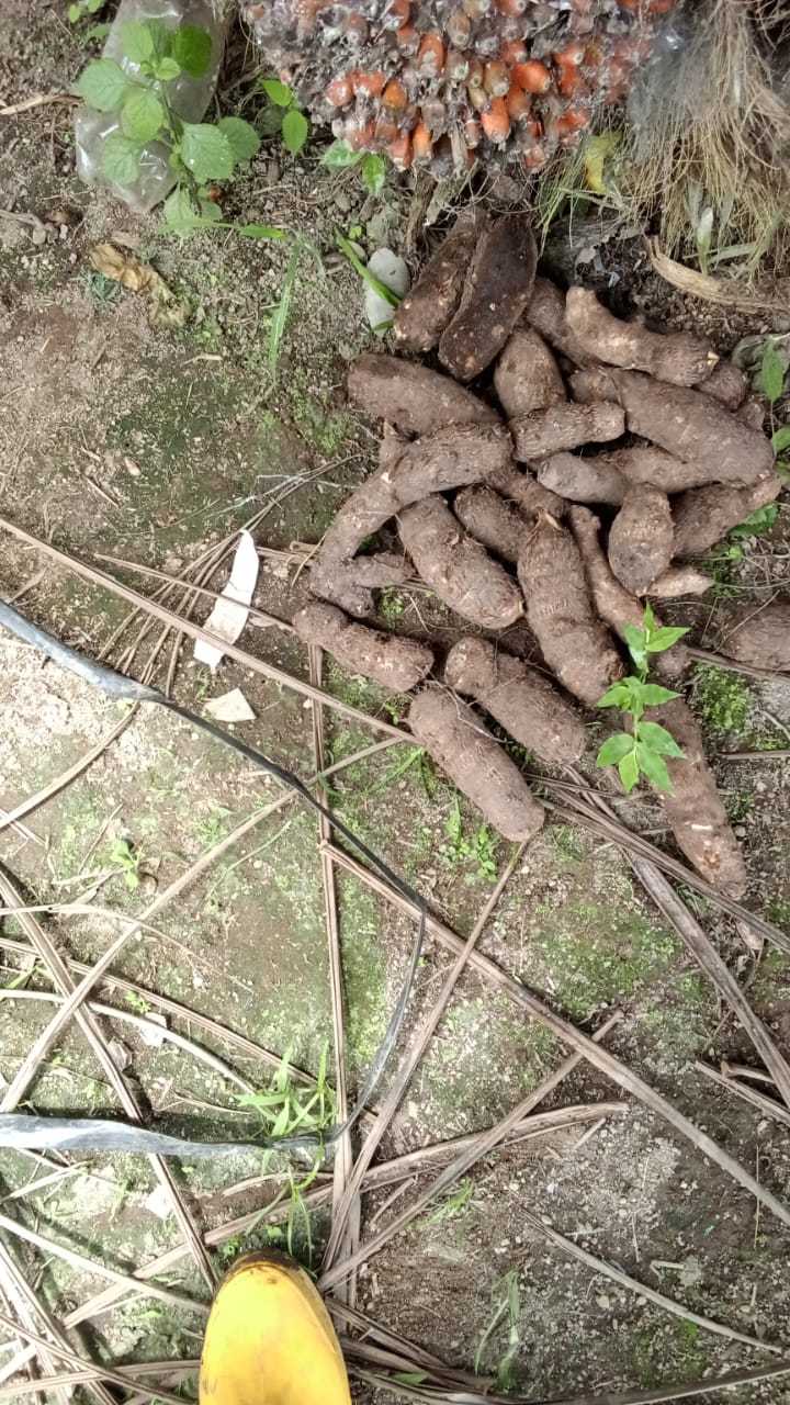 Malanga producto